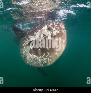 Nahaufnahme von einem ozeanischen sun Fische, Westküste von Südafrika. Stockfoto