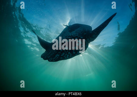 Nahaufnahme von einem ozeanischen sun Fische, Westküste von Südafrika. Stockfoto