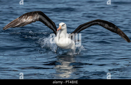 Schwarzbrauner Albatross, oder Mollymauk, Pazifischer Ozean, Neuseeland. Stockfoto