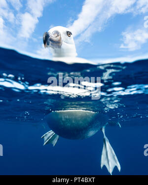 Schwarzbrauner Albatross, Pazifischer Ozean, Neuseeland. Stockfoto