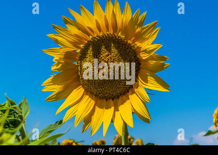 Helle große gelbe Sonnenblumen auf einem Feld, Nahaufnahme, über blauen Himmel Hintergrund. Stockfoto