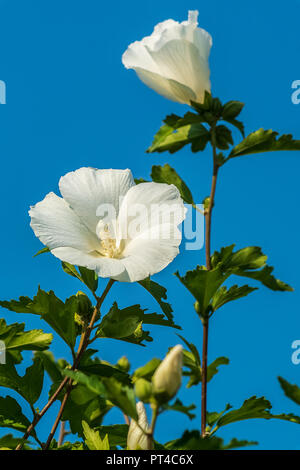 Chinesischer Hibiskus, China Rose Blume in einem Garten. Stockfoto
