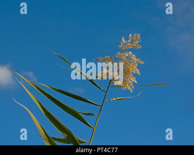 Top der riesigen Schilf auf einen blauen Himmel mit Fluffy Clouds in der Mündung des Flusses Guadalhorce Naturschutzgebiet in Malaga - Arundo Donax Stockfoto