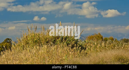 Sonnige riesigen Schilf unter einem blauen Himmel mit Wolken in der Mündung des Flusses Guadalhorce Naturschutzgebiet in Malaga - Arundo Donax Stockfoto