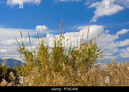 Sonnige riesigen Schilf unter einem blauen Himmel mit Wolken in der Mündung des Flusses Guadalhorce Naturschutzgebiet in Malaga - Arundo Donax Stockfoto