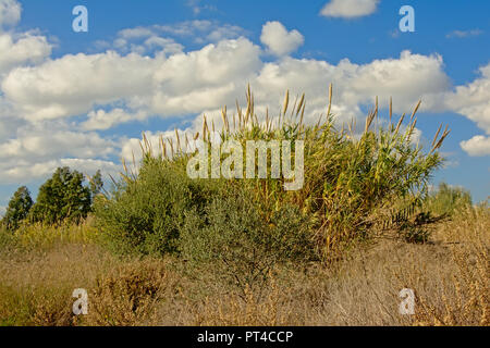 Sonnige riesigen Schilf unter einem blauen Himmel mit Wolken in der Mündung des Flusses Guadalhorce Naturschutzgebiet in Malaga - Arundo Donax Stockfoto