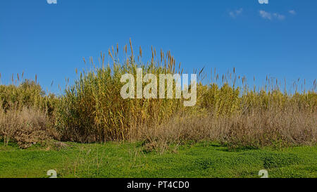 Sonnige riesigen Schilf unter einem blauen Himmel mit Wolken in der Mündung des Flusses Guadalhorce Naturschutzgebiet in Malaga - Arundo Donax Stockfoto