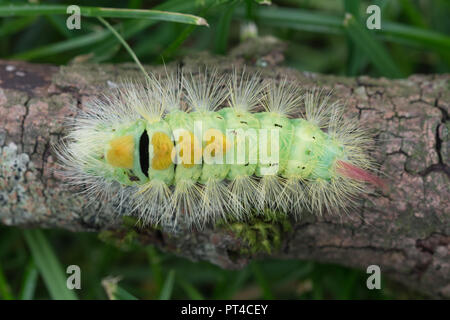 Pale tussock Motte Caterpillar (Calliteara pudibunda Larve) Stockfoto