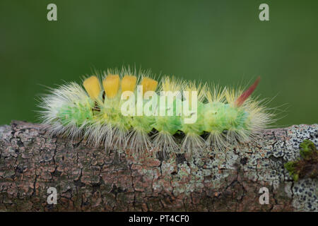 Pale tussock Motte Caterpillar (Calliteara pudibunda Larve) Stockfoto