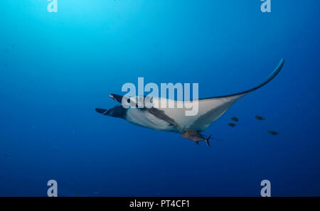 Manta Ray, Revillagigedo Inseln, Mexiko. Stockfoto