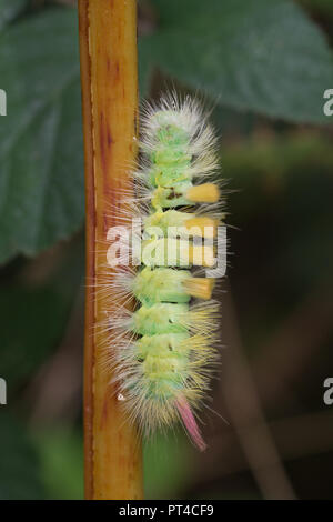 Pale tussock Motte Caterpillar (Calliteara pudibunda Larve) Stockfoto