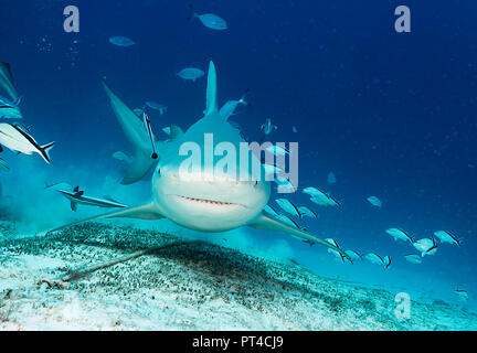 Bull Shark während einer haifütterung Tauchen, Yucatan, Mexiko. Stockfoto