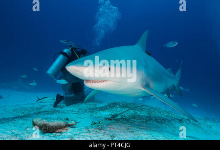 Bull Shark während einer haifütterung Tauchen, Yucatan, Mexiko. Stockfoto