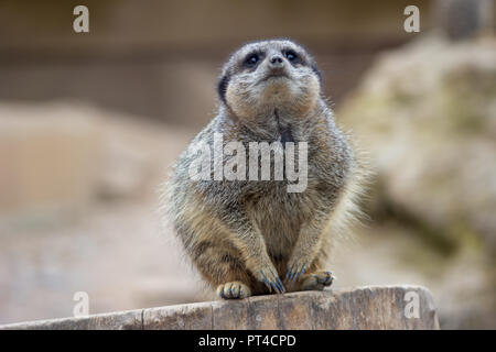 Einsame Erdmännchen (Suricata suricatta)) (an der London Zoo Stockfoto