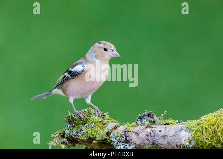 Männchen buchfink Nahrungssuche im Herbst in Mid Wales Stockfoto