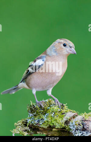 Männchen buchfink Nahrungssuche im Herbst in Mid Wales Stockfoto