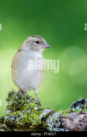 Weibliche buchfink Nahrungssuche im Herbst in Mid Wales Stockfoto
