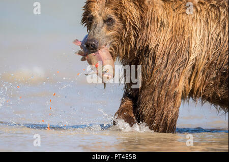 Brauner Bär Fütterung auf sockeye Lachse, Kamtschatka, Russland. Stockfoto