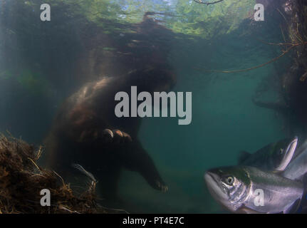 Brauner Bär versucht sockeye Lachse, um unter Wasser zu fangen, Kuril See, Kamtschatka. Stockfoto