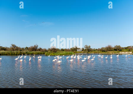 Rosa Flamingos in freier Wildbahn. Grünen Mangroven umgeben einen natürlichen Teich durch einen Schwarm Vögel bewohnt Stockfoto