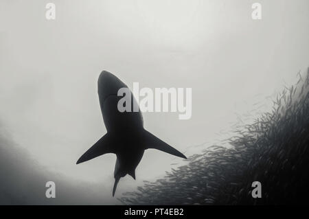 Bronze whaler Haie füttern auf eine Sardine Köder Kugel während der Sardine Run an der Ostküste von Südafrika. Stockfoto