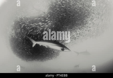 Bronze whaler Haie füttern auf eine Sardine Köder Kugel während der Sardine Run an der Ostküste von Südafrika. Stockfoto