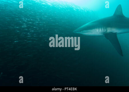 Bronze whaler Haie füttern auf eine Sardine Köder Kugel während der Sardine Run an der Ostküste von Südafrika. Stockfoto