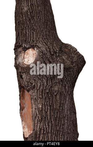 Altes holz Baum. Baumrinde isoliert auf weißem Hintergrund Stockfoto