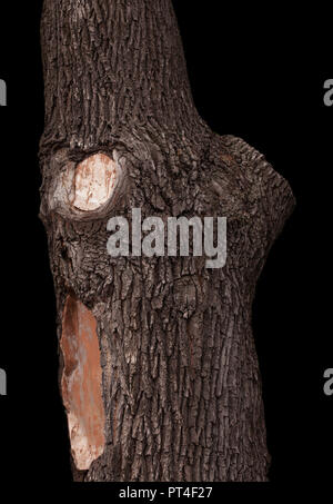 Altes holz Baum. Baumrinde isoliert auf einem schwarzen Hintergrund Stockfoto