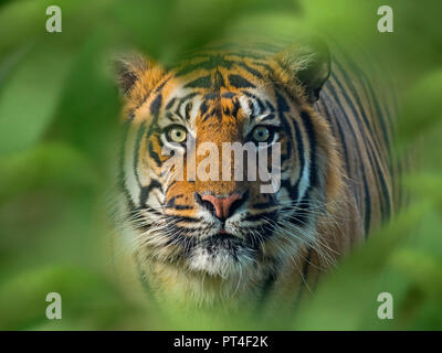 Sumatra Tiger Panthera tigris sondaica CAPTIVE Stockfoto