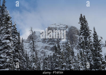 Top der schneebedeckten Berge, umgeben von immergrünen Stockfoto