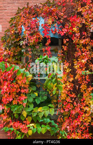 Kanada, Quebec, Mauricie Region, Trois Rivieres, Reben bedeckten Haus entlang der Rue De La Motte, Herbst Stockfoto