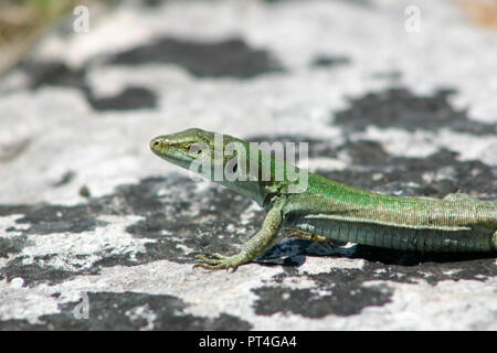 Sizilianische Wand Eidechse (Podarcis waglerianus) auf einem Felsen Stockfoto