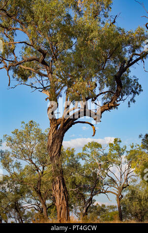 Ironbark baum Eukalyptus sp in der Australischen Savanne Stockfoto