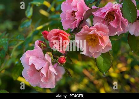 In der Nähe von schönen blühenden rötlich rosa Junge rose Nach dem Regen Stockfoto