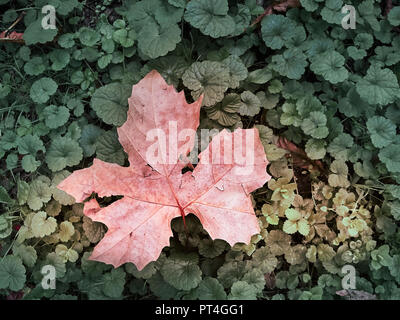 Screenshot des Lambro Park in Mailand im Herbst Stockfoto