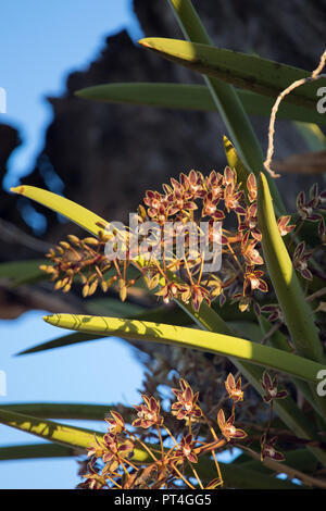 Cymbidium Orchidee, einheimische australische Savanna region Orchideen wachsen in der Äste. Sept. Okt. duftende Blumen blühen. Stockfoto