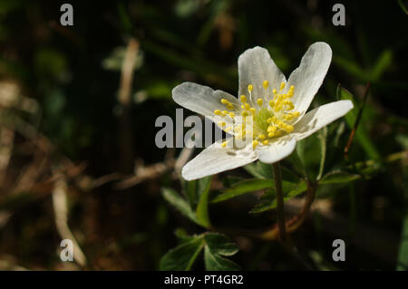 Anemone officinalis; Buschwindröschen auf Waldboden in Walenstadt, Schweiz Stockfoto