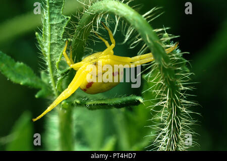 Misumena vatia; Gelb crab Spider in Swiss Cottage Garten lauern Stockfoto