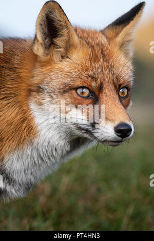Kopf eines starren Europäischen Red Fox (Vulpes vulpes) Nahaufnahme Stockfoto