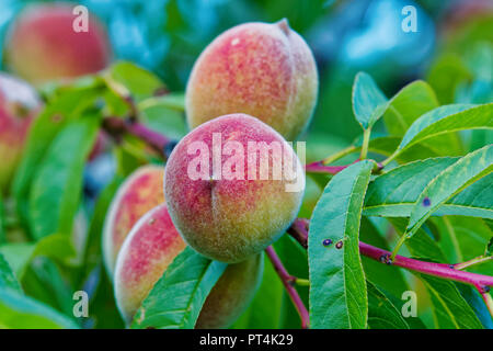 Süßer Pfirsich Früchte wachsen auf einem Pfirsich Ast Stockfoto
