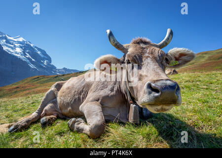 Schweizer Kuh in den hohen Bergen, Jungfrau Region, Kanton Bern, Schweiz Stockfoto