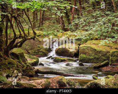 Golitha Falls auf dem Fluss, in der Nähe von Fowey Liskeard in Cornwall, UK. Stockfoto