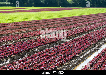 Kopfsalat wächst in einer britischen Feld Stockfoto