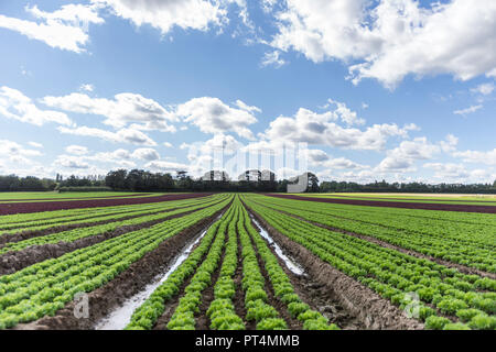 Kopfsalat wächst in einer britischen Feld Stockfoto