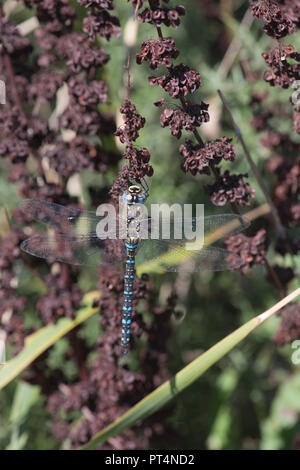 Migrant Hawker (Aeshna Mixta), erwachsenen Mann. Früher bekannt als die Knappen Aeshna, die Art ist heute in Großbritannien. Stockfoto