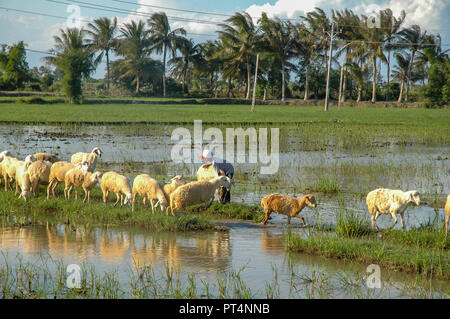 Phan Rang, Vietnam - Oktober 1, 2005. Cham Junge, der Schafe über Reisfelder Stockfoto