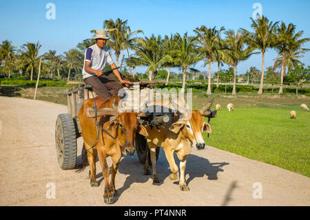 Phan Rang, Vietnam - Oktober 1, 2005. Cham Mann, Ochsenkarren auf Feldweg Stockfoto