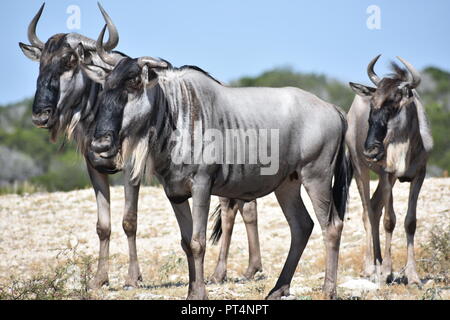 Kleine Herde Gnus Nahaufnahme Portrait Stockfoto