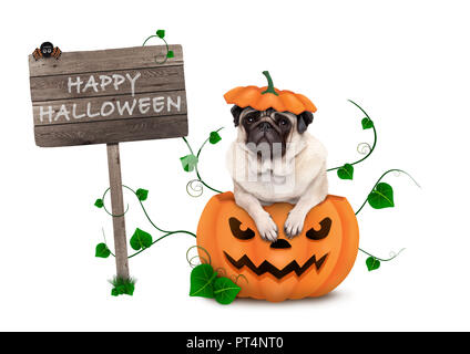 Süße Mops Welpen Hund in geschnitzten Kürbis mit unheimlichen Gesicht sitzen, tragen Deckel als Hut, mit hölzernen Schild, happy halloween auf weißem Hintergrund Stockfoto